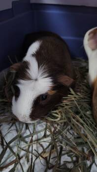 Rescue Guinea Pig Guinea Pigs for Adoption in Libertyville, Illinois - Belle | PetCurious